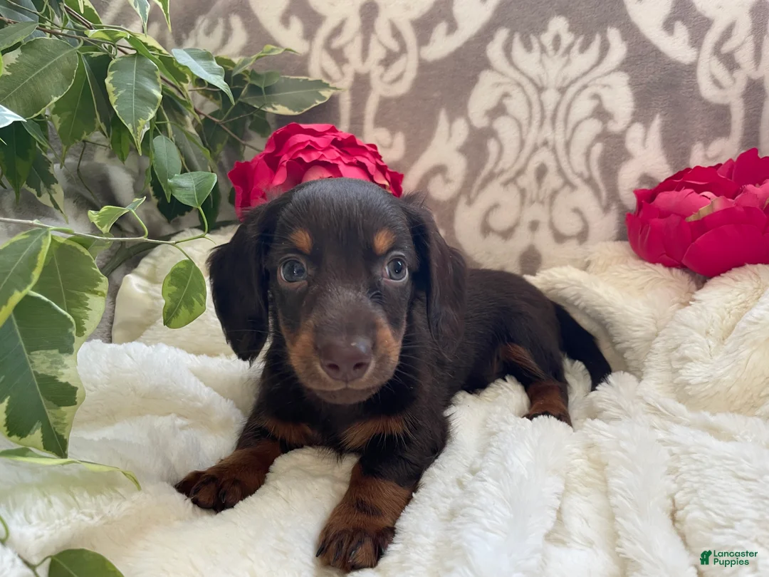 Miniature Dachshund dogs for sale: Conner - Ad 11