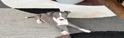 Italian Greyhound dogs for sale: Jerry - Ad 12