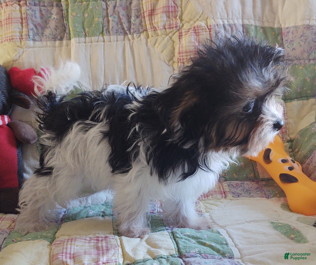 Yorkiepoo dogs for sale: Little Lugnut  - Ad 4