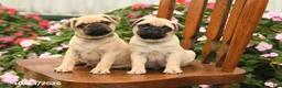 Pug dogs for sale: Spice - Ad 5