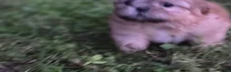Shih Tzu dogs for sale: Dopey - Ad 5