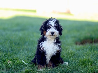 Mixed Breed dogs - Ad 12