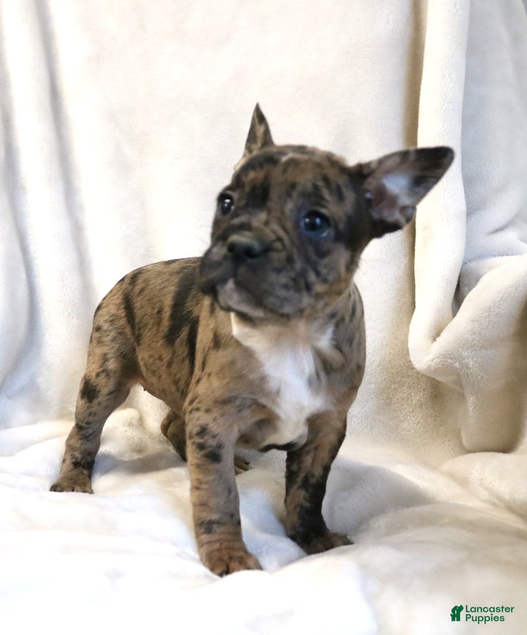 Frenchton dogs for sale: Caylee - Ad 5