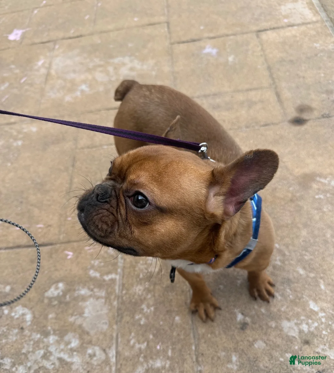 French Bulldog dogs for sale: Handsome French Bulldog Male - Ad 2