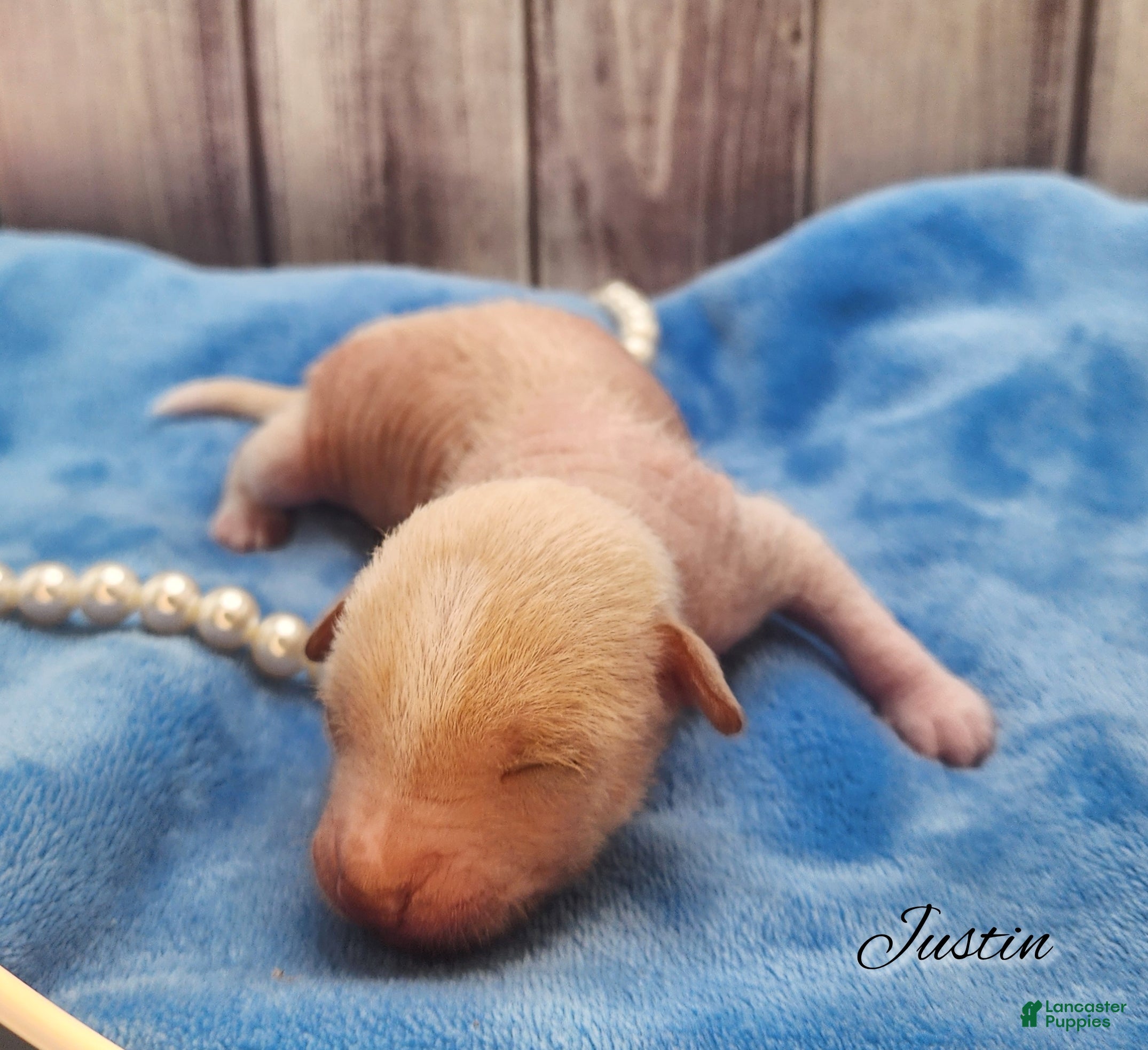 Mixed Breed dogs Justin - Ad 16