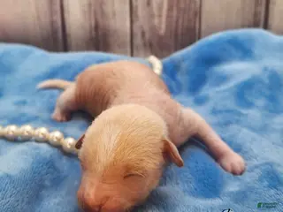 Mixed Breed dogs Justin - Ad 16