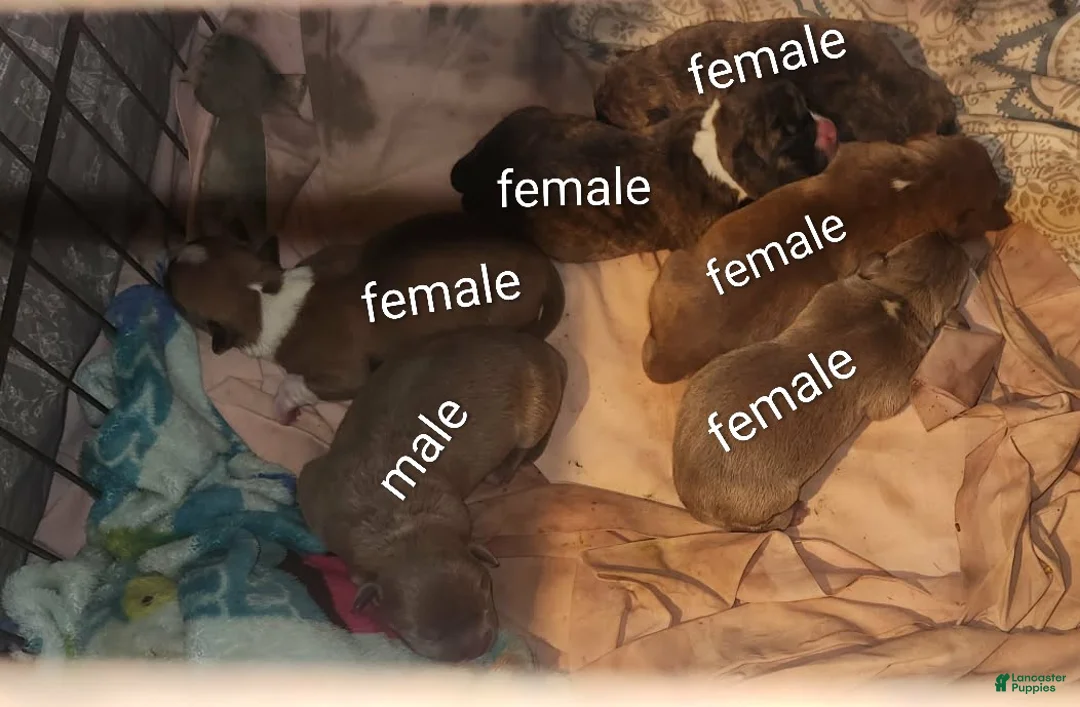 Mixed Breed dogs for sale: Mixed Breed Puppy 1 - Ad 5