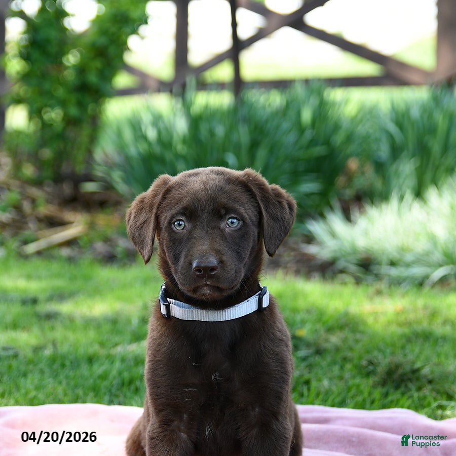 Labrador Retriever dogs Echo - Ad 2