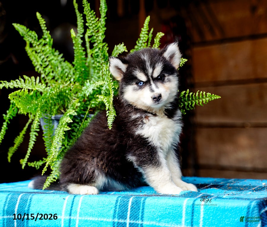 Pomsky dogs Tootsie - Ad 1