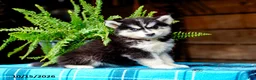 Pomsky dogs for sale: Tootsie - Ad 1