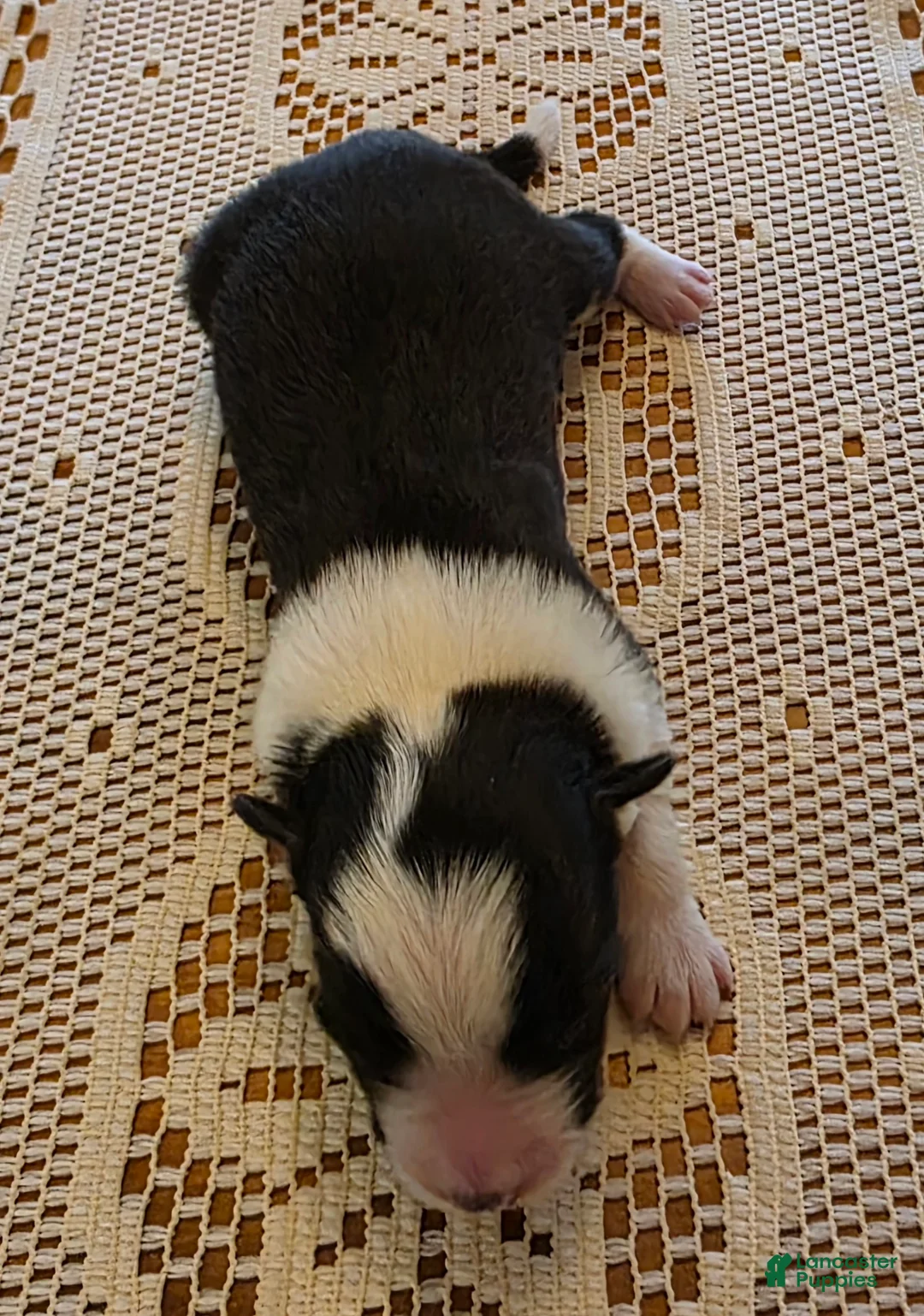 Border Collie dogs for sale: Border Collie Puppy 4 - Ad 3