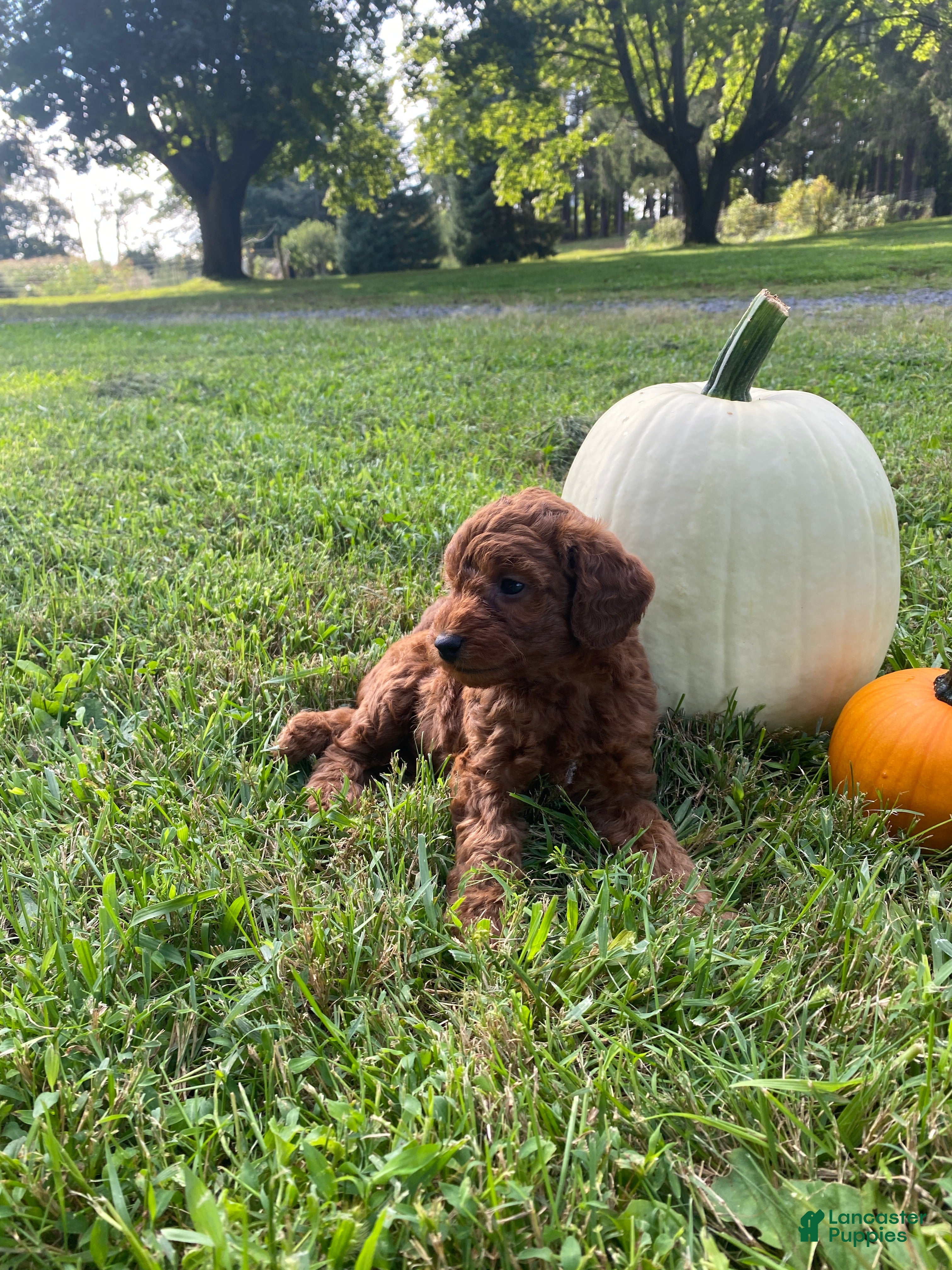 Miniature Labradoodle dogs Knox-mini red F1b  - Ad 2