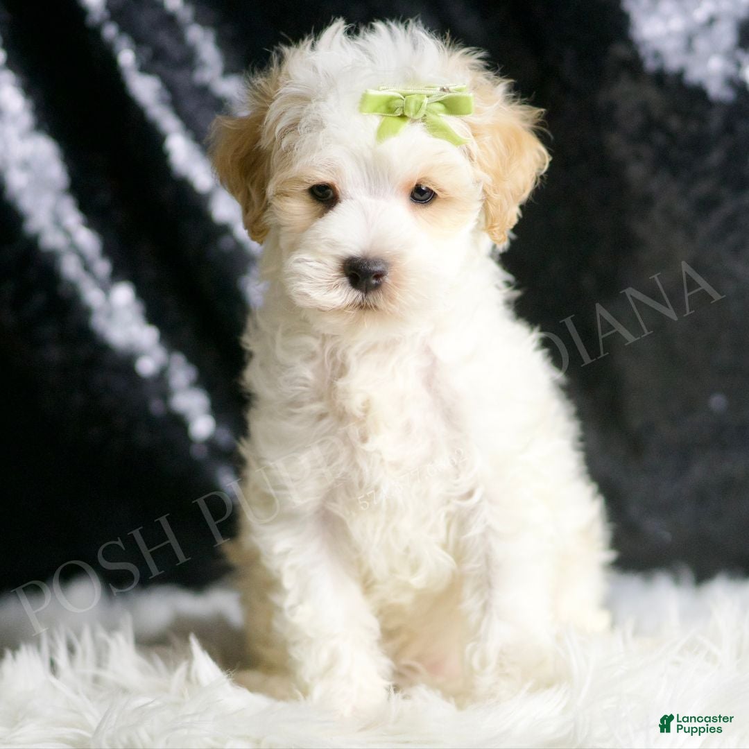 Maltipoo dogs ASH - Ad 35