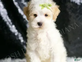 Maltipoo dogs ASH - Ad 33