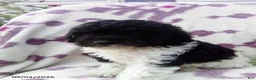 Miniature Poodle dogs for sale: Ranger - Ad 1