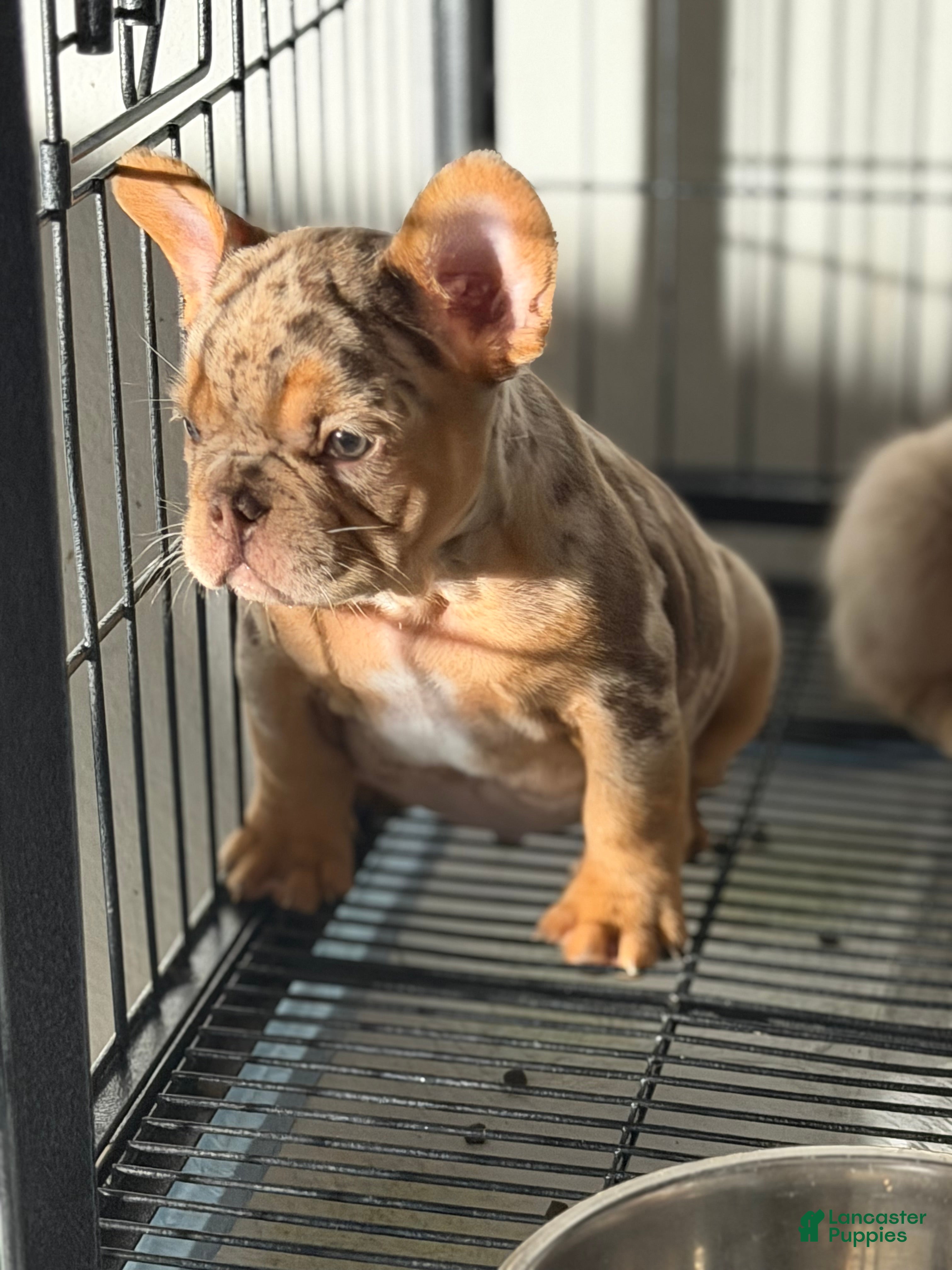 French Bulldog dogs Smor’z - Ad 2