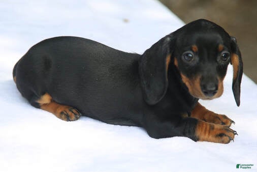 Miniature Dachshund dogs for sale: Black and Tan Smooth Tweenie - Ad 1