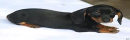 Miniature Dachshund dogs for sale: Black and Tan Smooth Tweenie - Ad 1