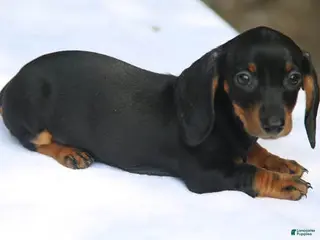 Miniature Dachshund dogs Black and Tan Smooth Tweenie - Ad 6