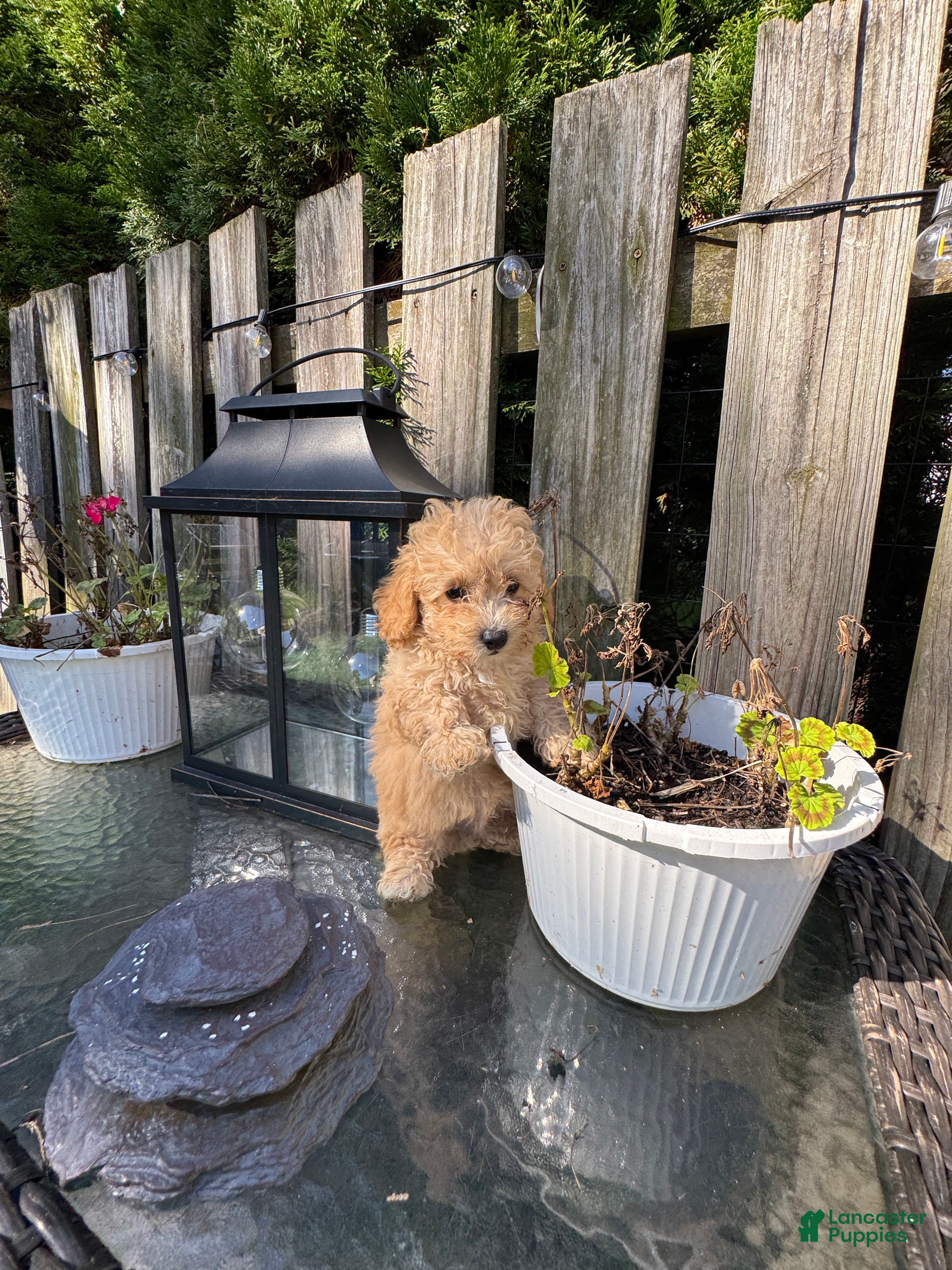 Toy Poodle dogs Suede - Ad 2
