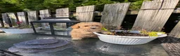 Toy Poodle dogs for sale: Suede - Ad 2