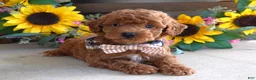 Toy Poodle dogs for sale: Payton - Ad 9