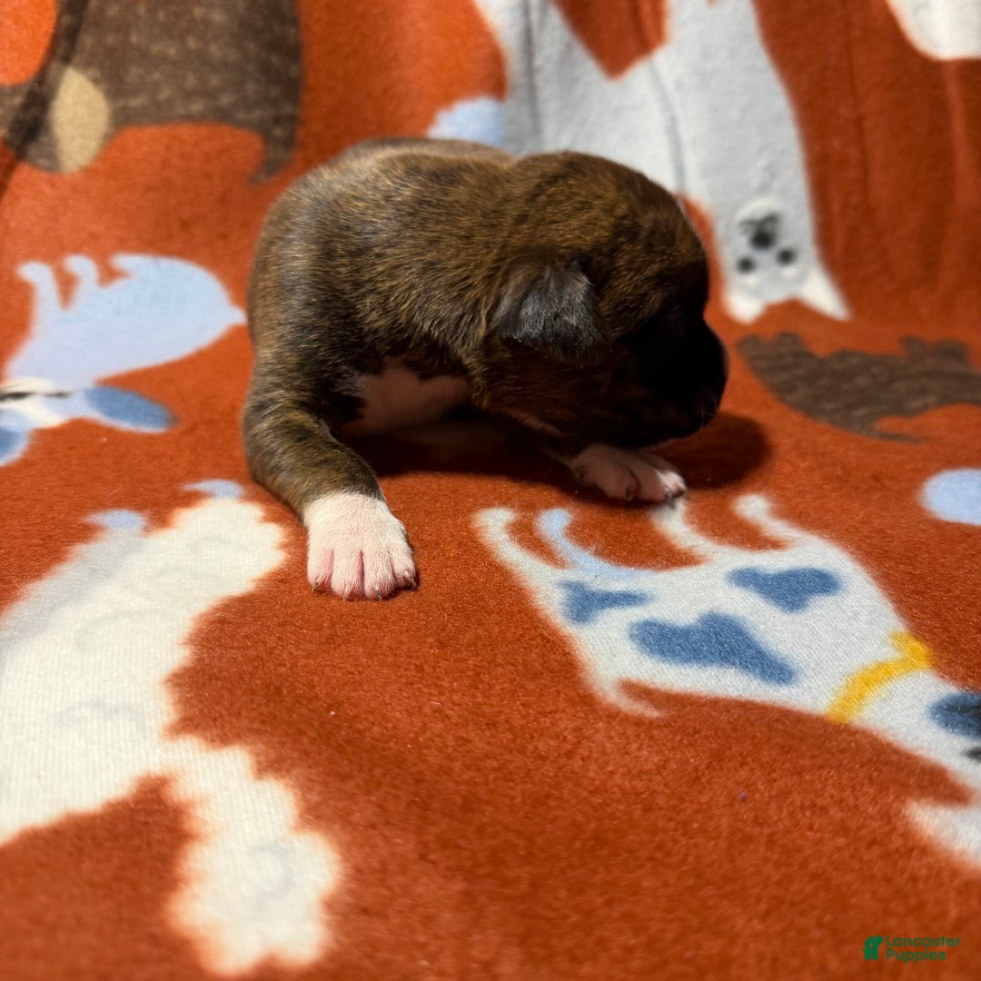 Boxer dogs for sale: Joe - Ad 2