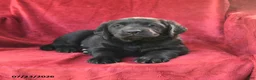 Goldador dogs for sale: Cherry - Ad 3