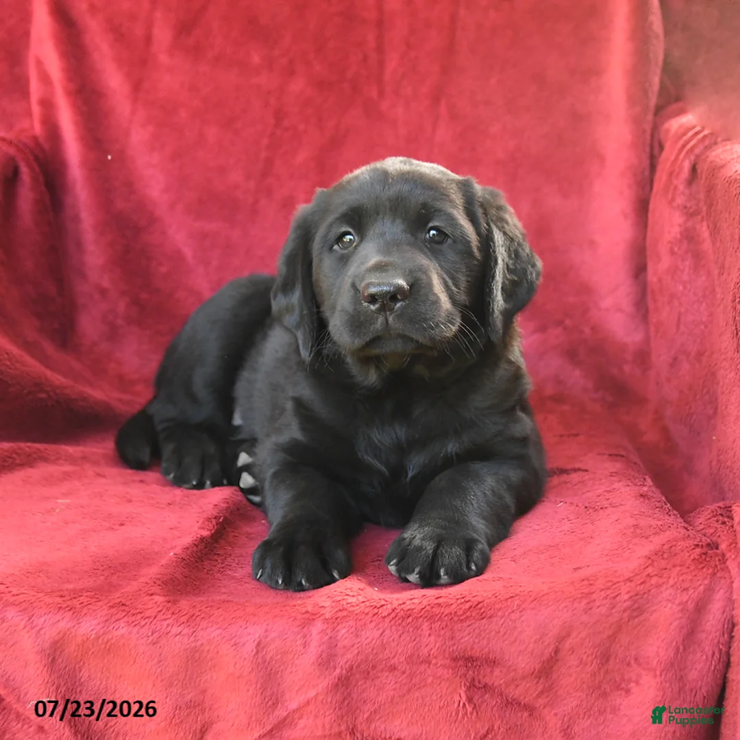 Goldador dogs for sale: Cherry - Ad 3