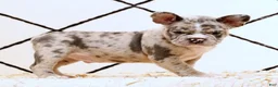 Frenchton dogs for sale: Rambo - Ad 4