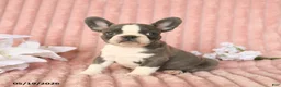 Frenchton dogs for sale: Sammy - Ad 2
