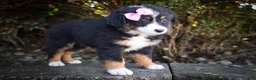 Mini Aussiedoodle dogs for sale: Layla🎀 - Ad 15
