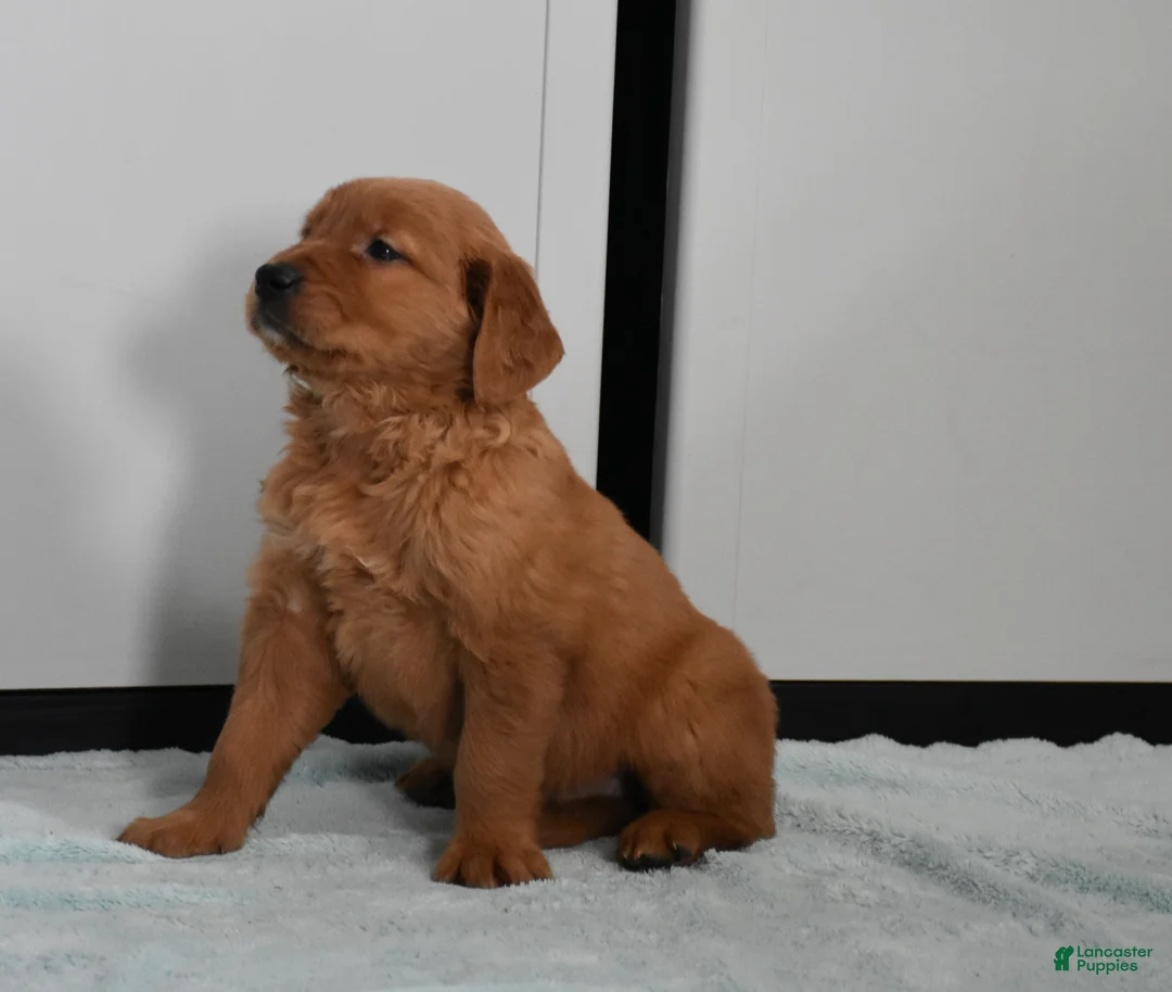 Golden Retriever dogs for sale: Tucker Genetic/OFA - Ad 3