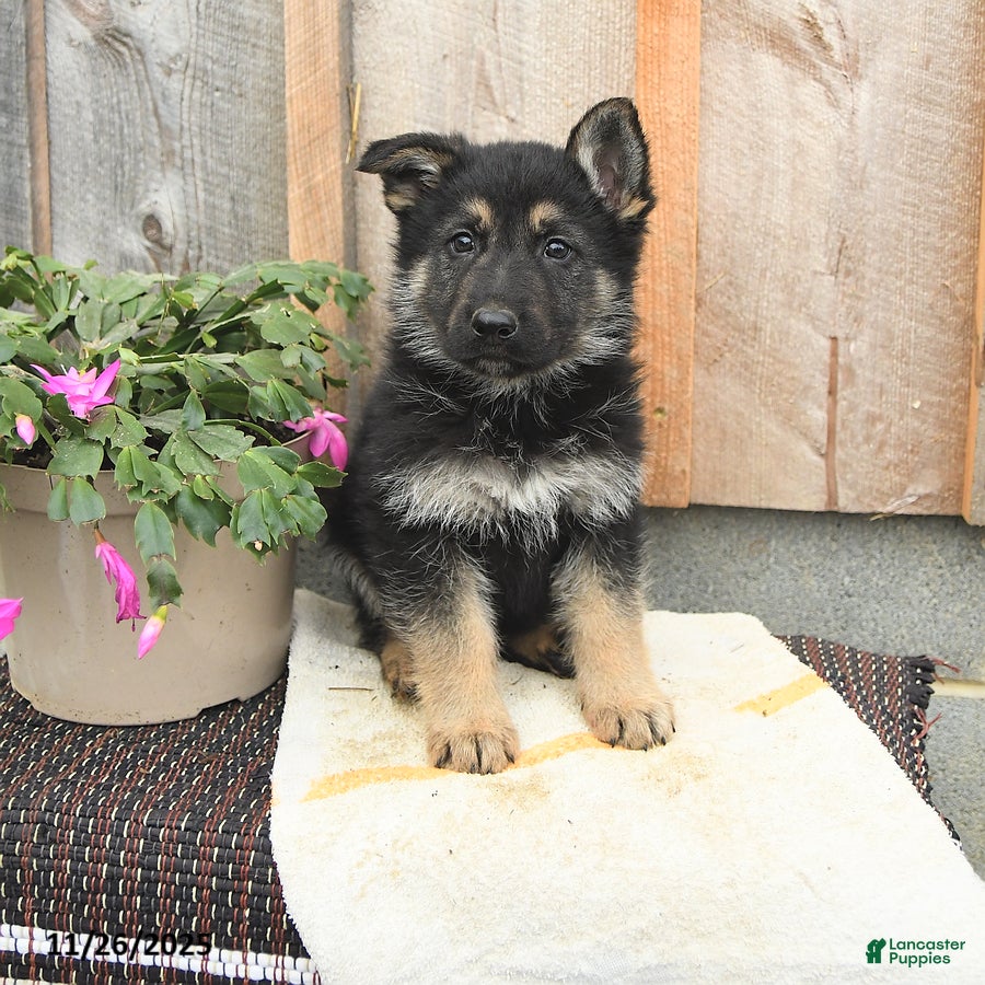 German Shepherd dogs Doc - Ad 26