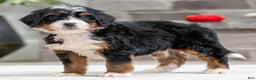 Mini Bernedoodle dogs for sale: Remy - Ad 2