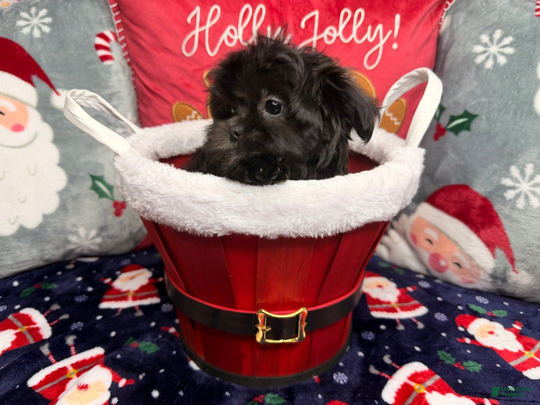 Malshi dogs for sale: Daiyu - Ad 12