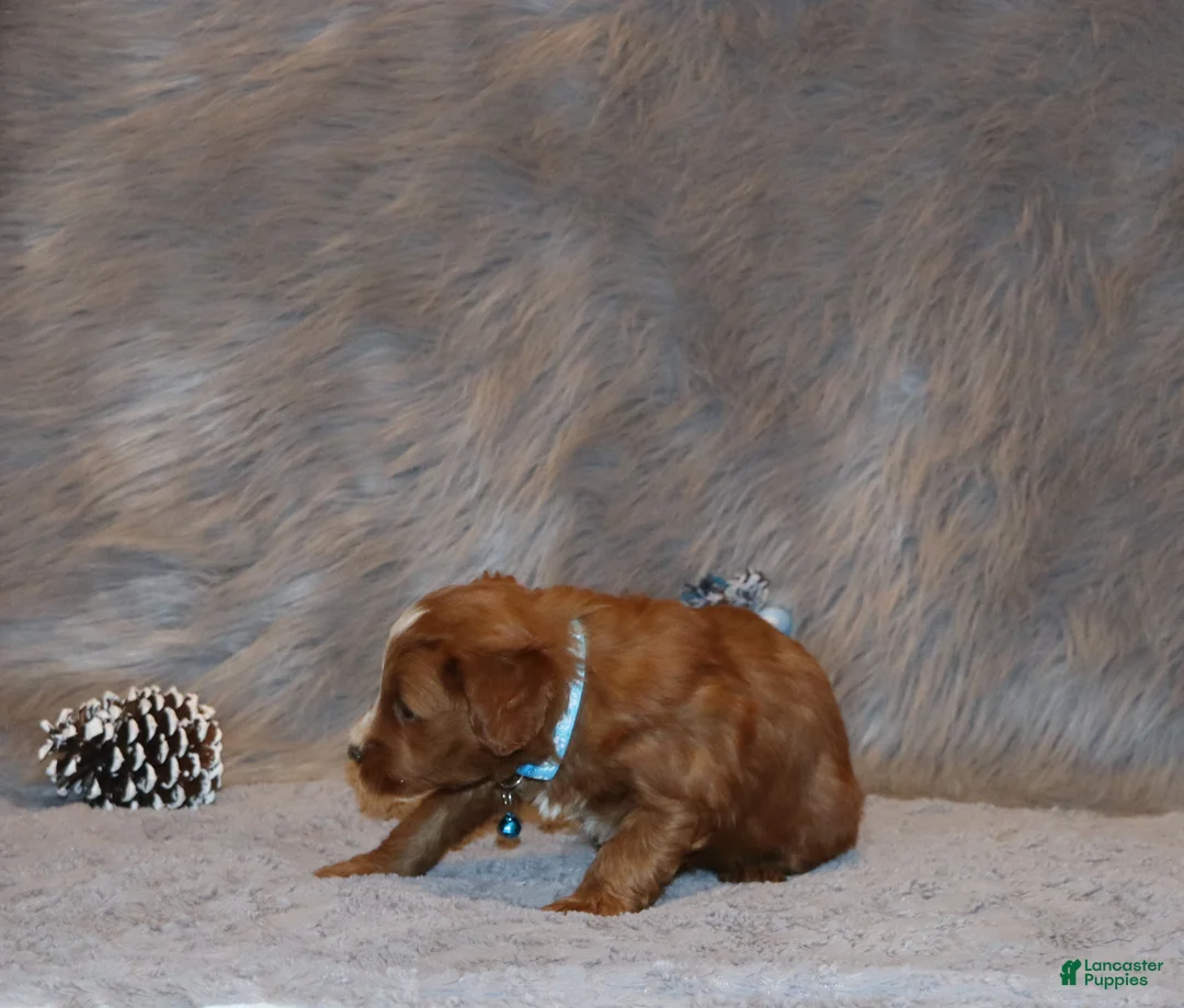 Mini Goldendoodle dogs for sale: Waylon 💙 Genetic Clear Parents - Ad 8