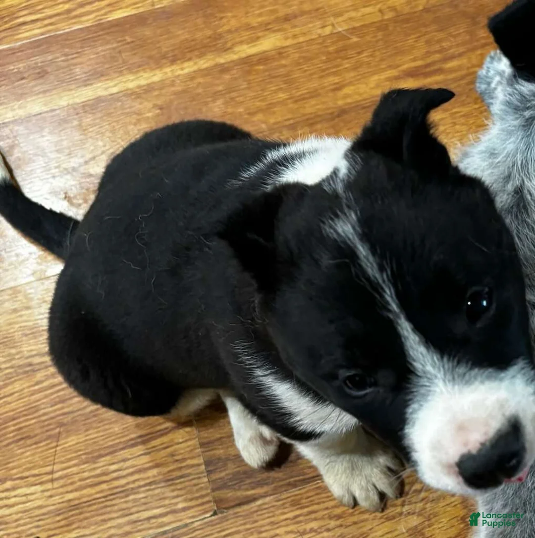 Mixed Breed dogs for sale: Stella - Ad 5