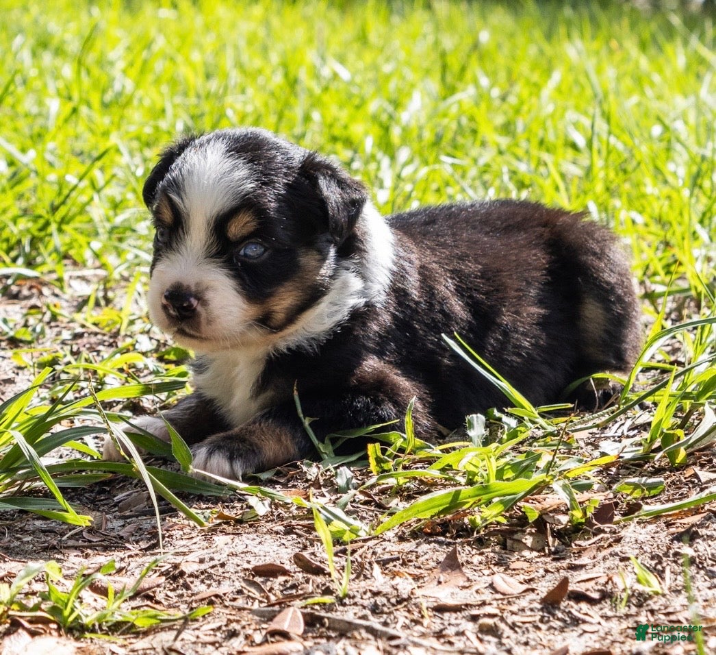 Miniature Australian Shepherd dogs Boy 3 - Ad 2