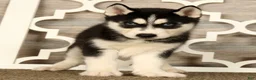 Siberian Husky dogs for sale: Theodore - Ad 4