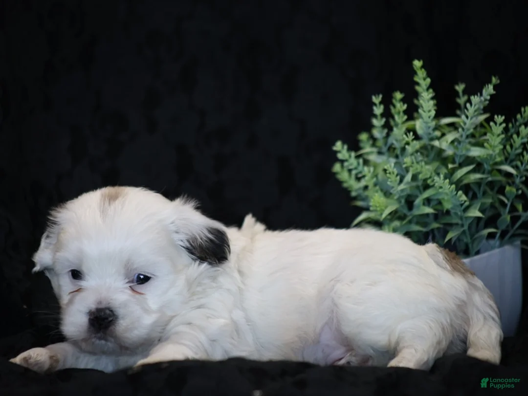 Mixed Breed dogs for sale: Shane - Ad 3