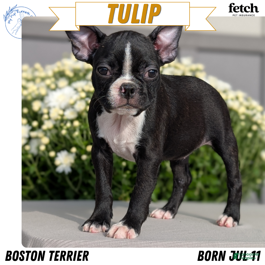 Tulip