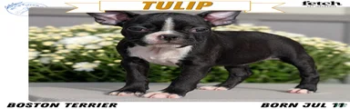 Tulip