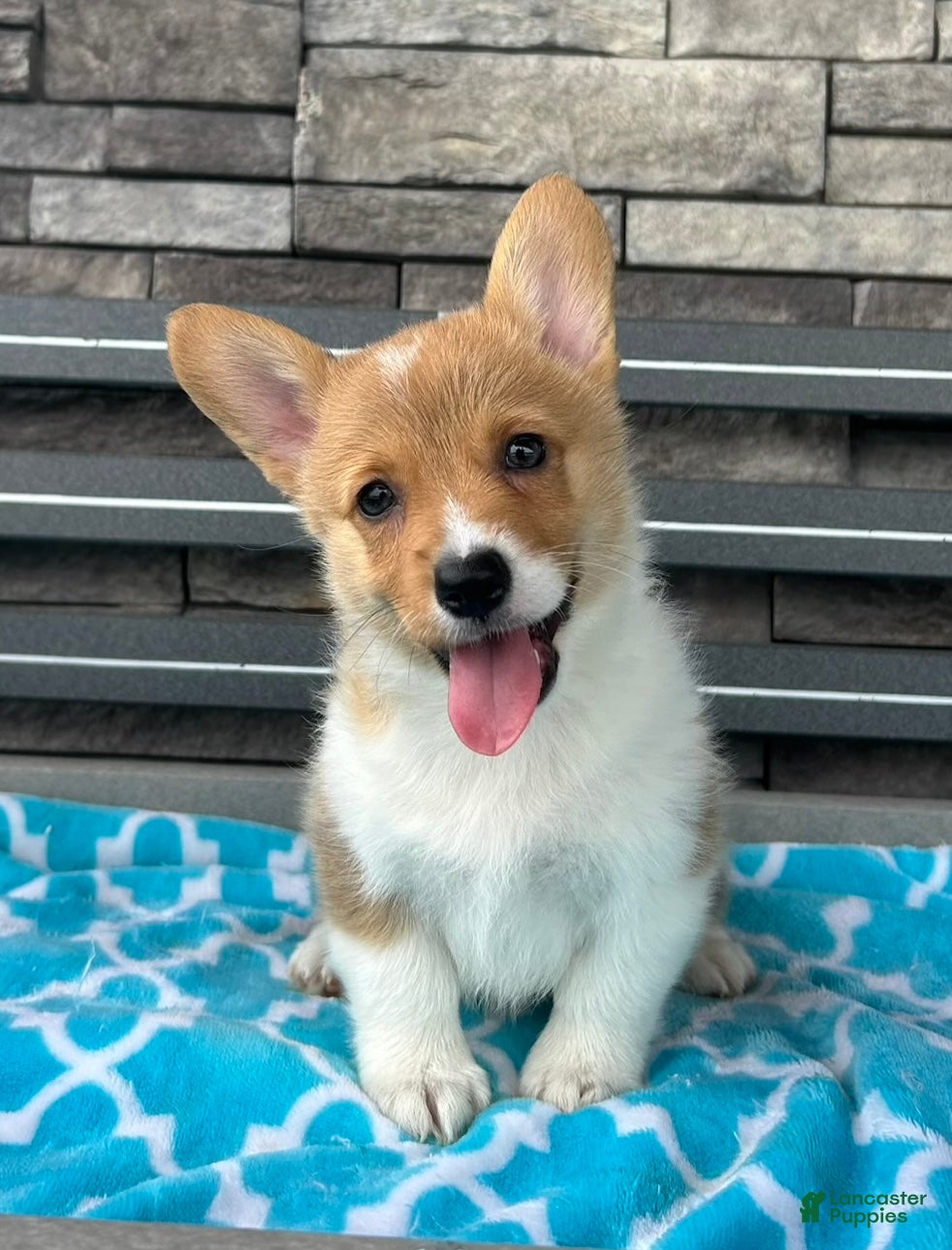 Welsh Corgi Pembroke dogs Jenny Welsh Corgi Pembroke Puppy  - Ad 2