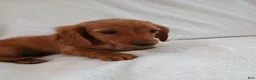 Miniature Dachshund dogs for sale: Sandy  - Ad 6