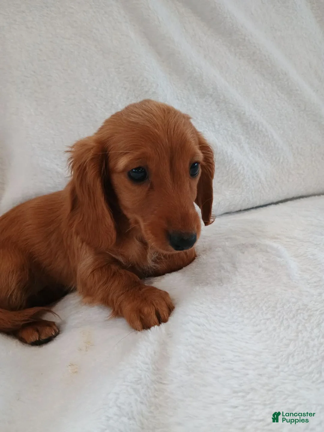 Miniature Dachshund dogs for sale: Sandy  - Ad 6