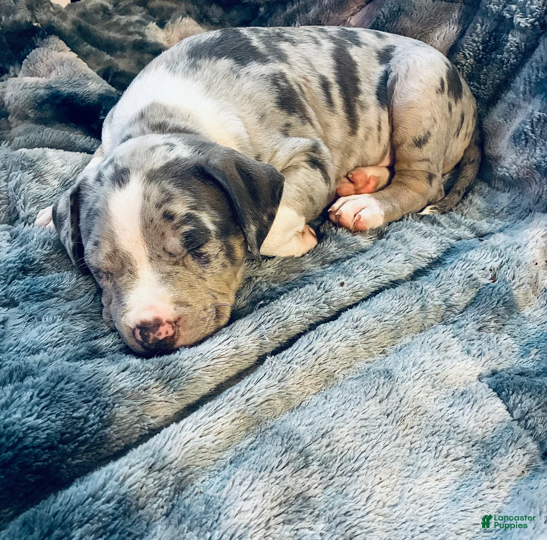 American Bully dogs for sale: American Bully (Female#1) - Ad 1