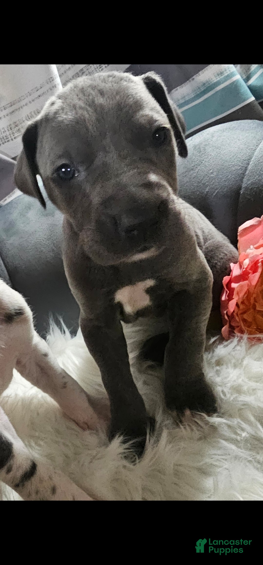 Great Dane dogs Blue  - Ad 1