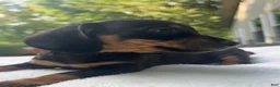 Miniature Dachshund dogs for sale: Oscar - Ad 2