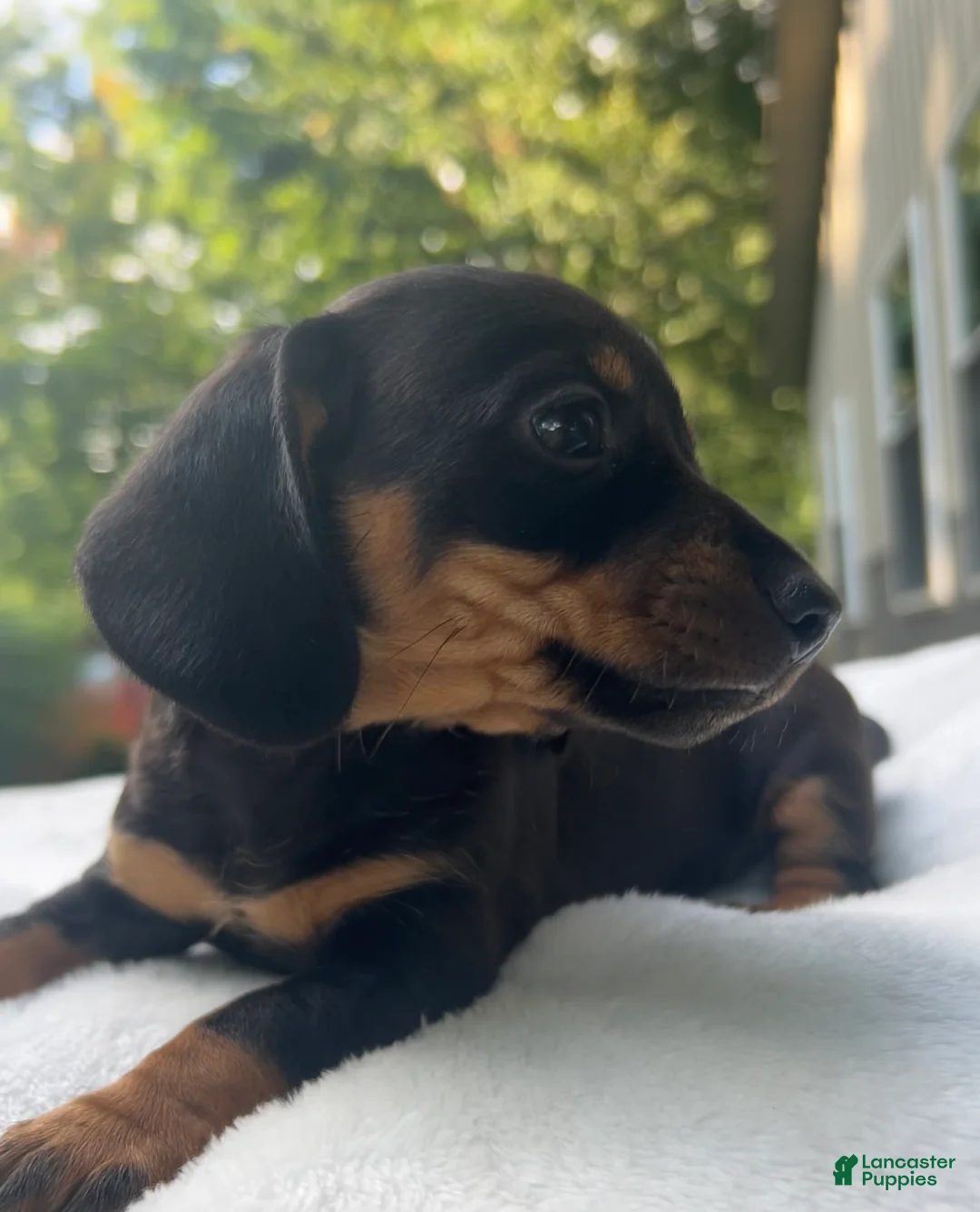 Miniature Dachshund dogs for sale: Oscar - Ad 2